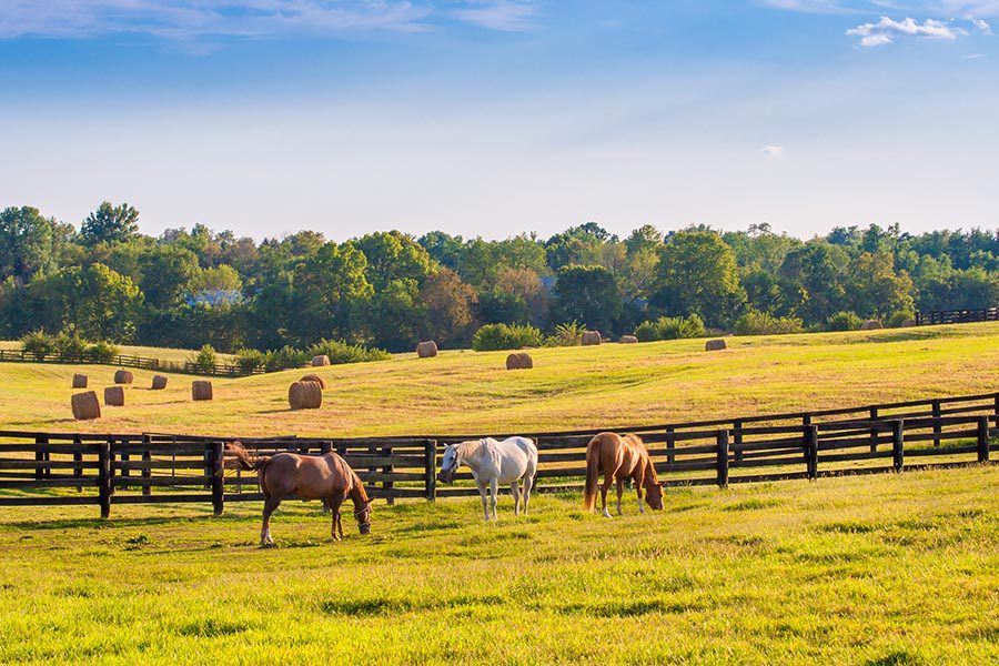 Contact - Horses Grazing in a Field on a Sunny Day, Hay Bales in a Nearby Pasture
